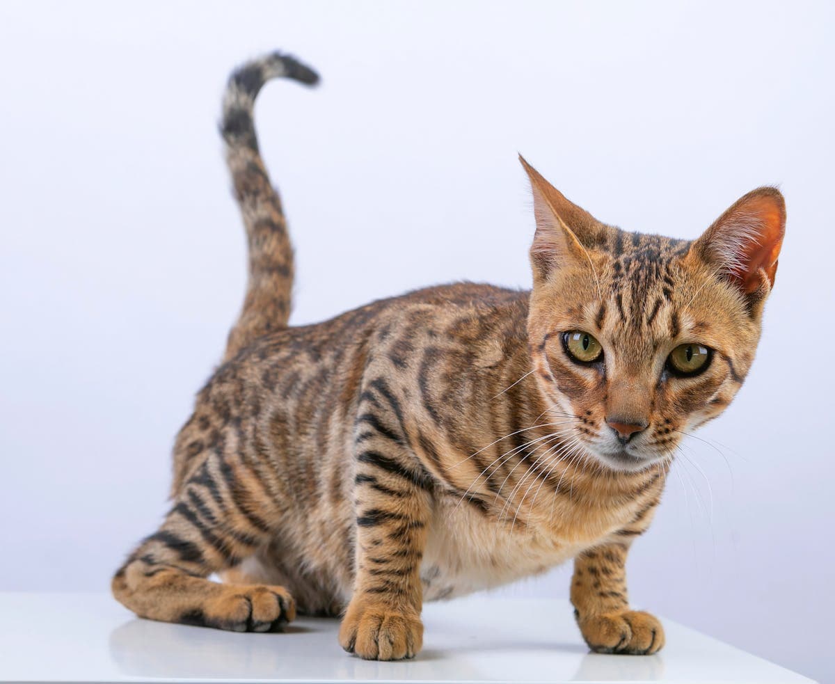 Bengal