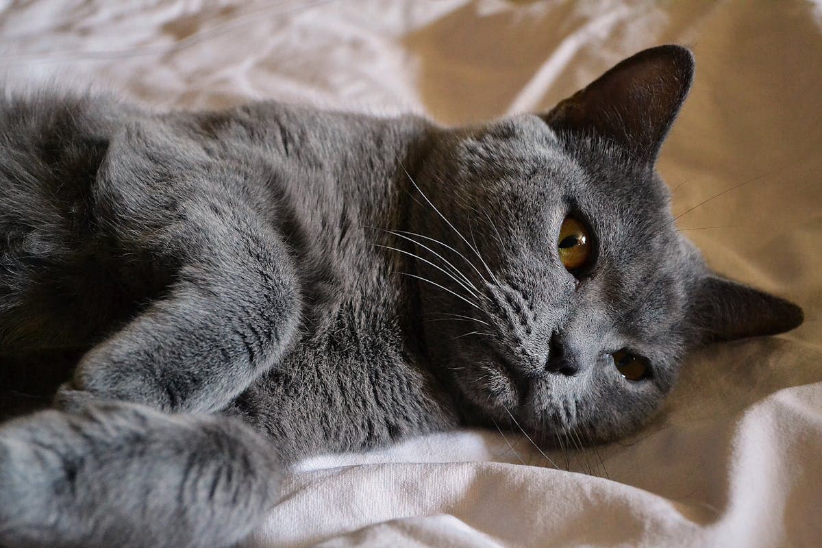 British Shorthair
