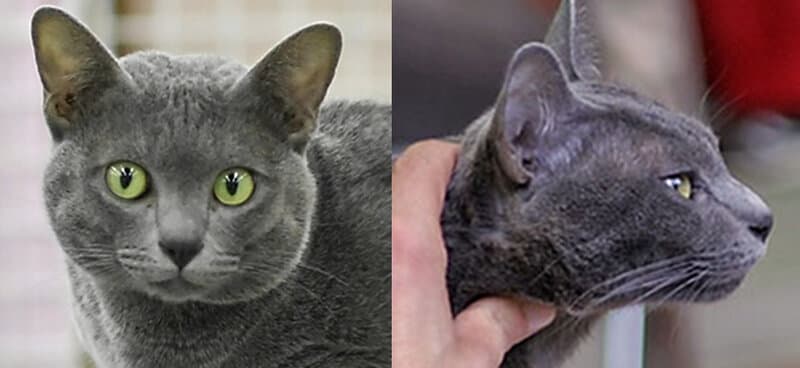 Korat