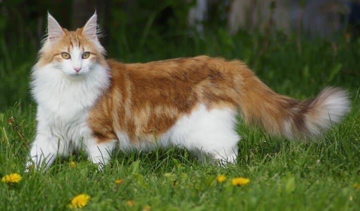 Norwegian Forest