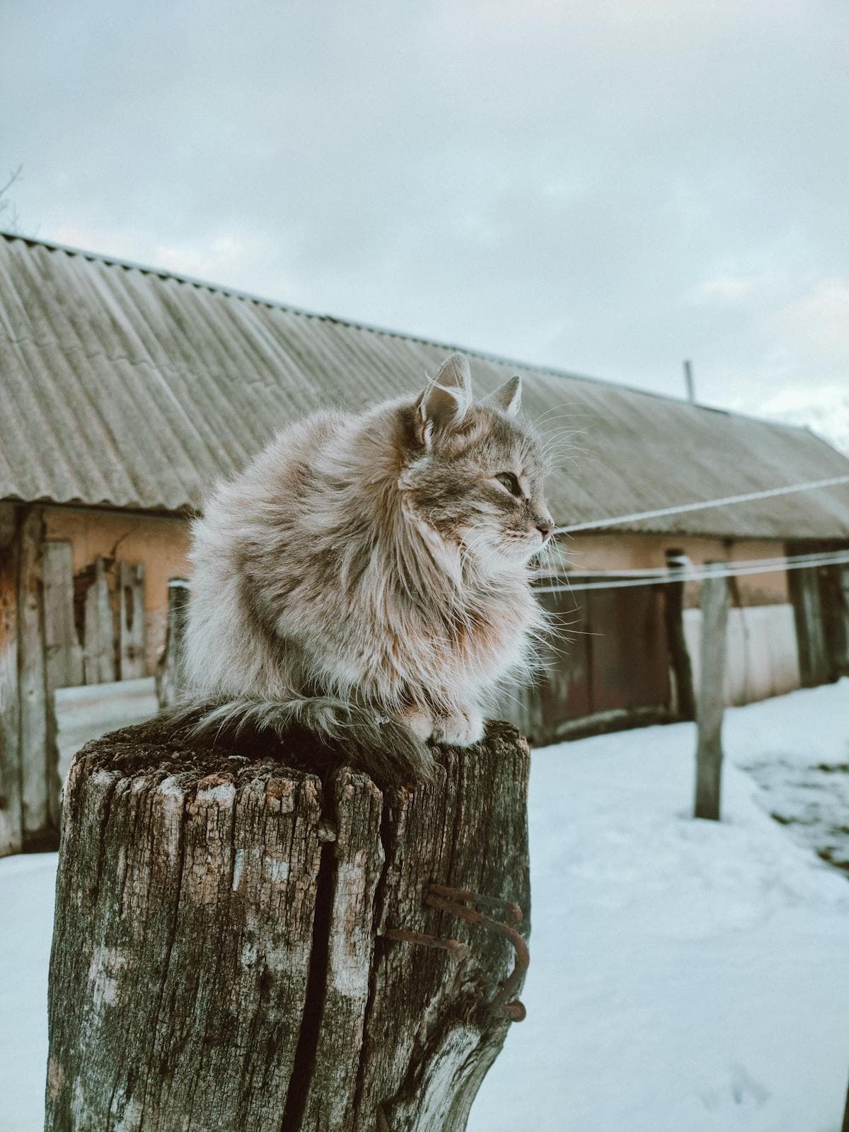 Siberian