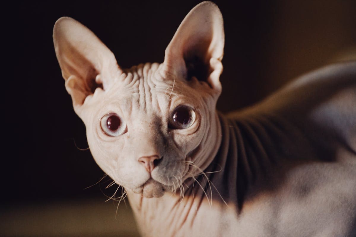 Sphynx